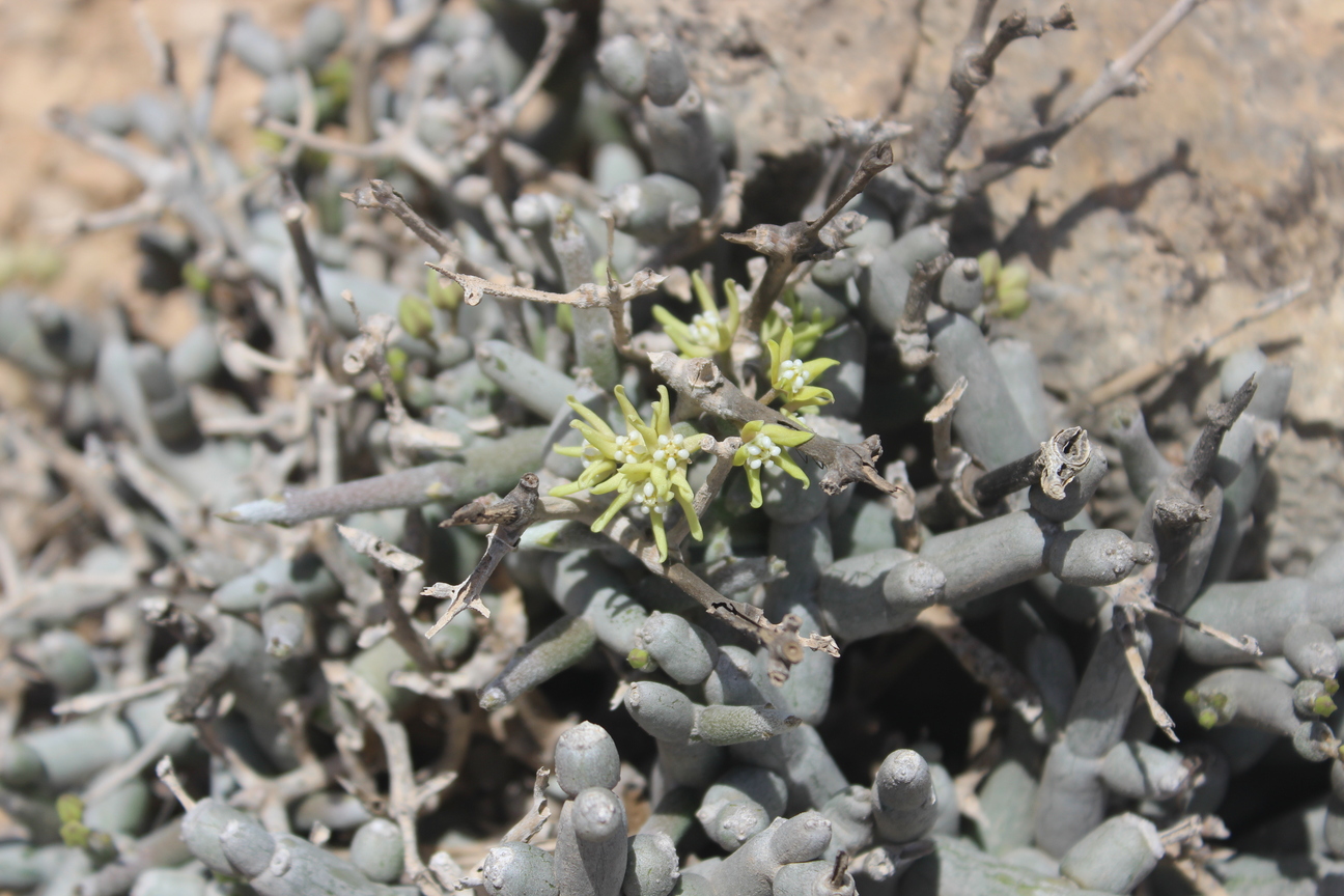 Plant Image